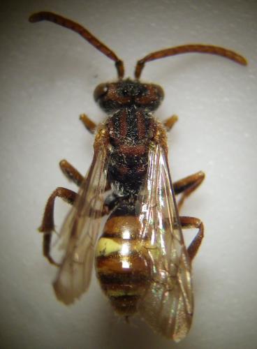 Réf. 257 162 : Nomada ruficornis